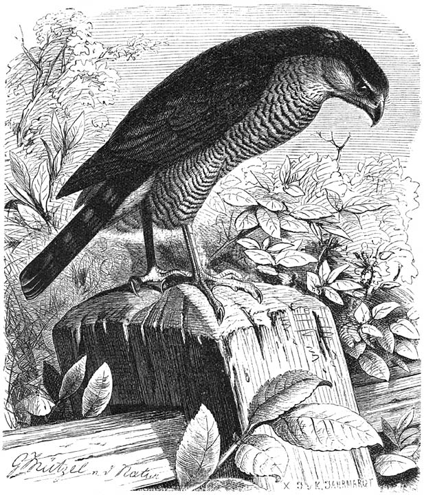 Sperwer (Accipiter nisus). &frac12; v. d. ware grootte.