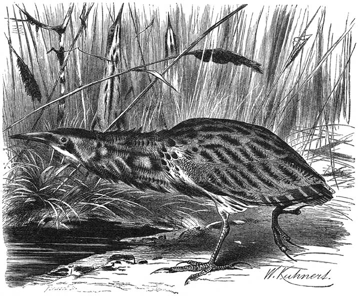 Roerdomp (Botaurus stellaris). &frac14; v. d. ware grootte.