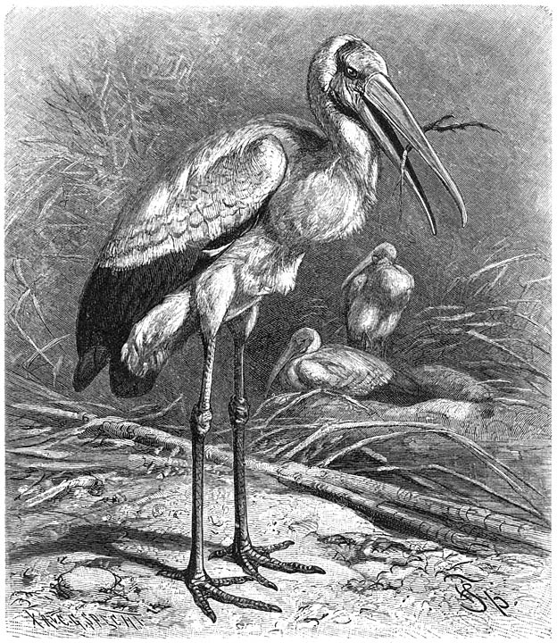 Nimmerzat (Tantalus ibis). &frac14; v. d. ware grootte.