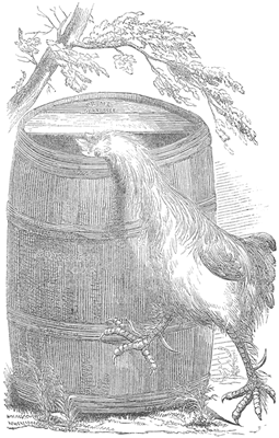 THE SHANGHAE REFERRED TO IN LETTER NO. 17.&mdash;(See page
80.)