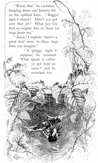 “Wa’al, thar,” he exclaims, banging down one brawny fist on his uplifted
knee. “Buggin’ agin, I swaow! Hain’t yeu got over thet yit? What yeu kin
find so mighty fine in them ’ere bugs beats me.

“Amos,” I replied, “there’s a great deal more in these bugs than you
imagine.”

“A pleggy sight, I suppose,” he resumed. “What specie o’ critter ye got
hold on naow?” and he stretched for-”