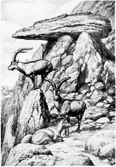 ON THE RISCO DEL FRAILE.

Spanish Ibex in Sierra de Grédos..