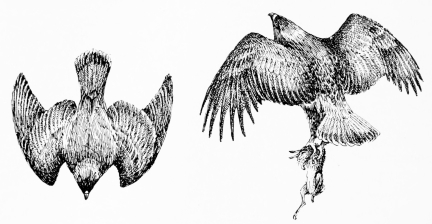 GOLDEN EAGLE HUNTING

(1) The “stoop”&mdash;quite vertical.             (2) “Got him.”

