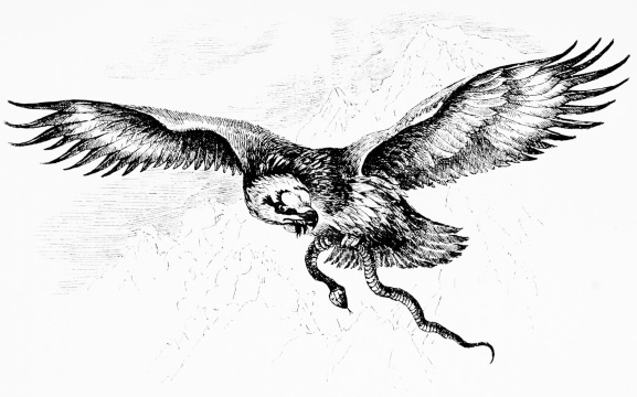 LAMMERGEYER

[Drawn from life in Sierra Bermeja, March 1891.