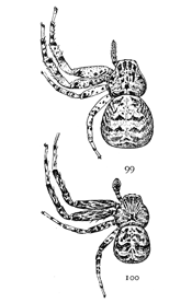 Figs. 99, 100. Xysticus versicolor.&mdash;99, female.
100, male. Both enlarged four times.