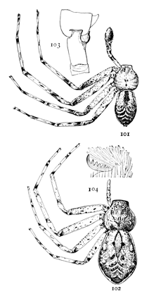 Figs. 101, 102, 103, 104. Philodromus vulgaris.&mdash;101, male. 102, female.
Both enlarged four times. 103, tibia of the male palpus. 104, one of the feet.