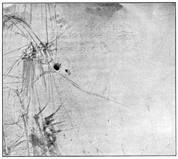 Fig. 172. Mouth of hole of Lycosa nidifex in sand, and footprints of the spider where
it ran out from the hole and back again. One-third the real size