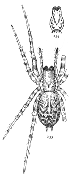 Figs. 233, 234.
Tegenaria medicinalis.&mdash;233,
adult
female enlarged
four times. 234,
cephalothorax of
young female to
show spots.