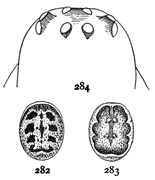 Figs. 282, 283, 284.
Steatoda
marmorata.