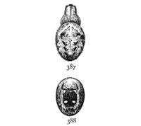 Figs. 387, 388. Epeira
nordmanni.&mdash;Upper
and under markings
of female enlarged
twice.