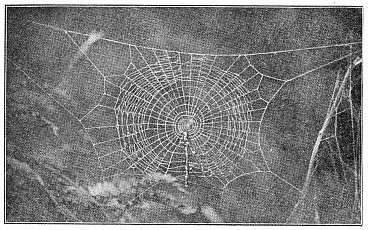 Fig. 430. Half-finished web of young Cyclosa conica, showing sticks and rubbish across
the lower half. The inner spiral has a loop in the left side.