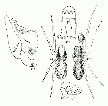 Figs. 474, 475, 476, 477, 478. Dictyna volupis.&mdash;474,
female. 475, male. Both enlarged
eight times. 476, side of male. 477, front
of head of male enlarged sixteen times, showing
curved mandibles. 478, palpus of male.
