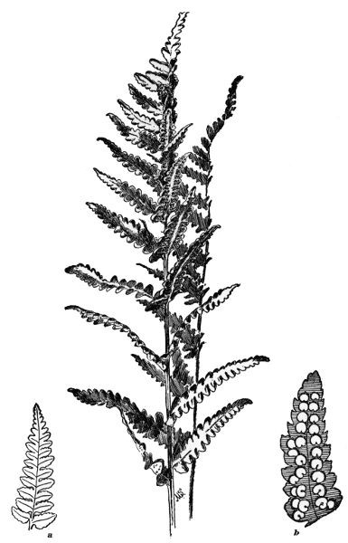 PLATE XXIX
CRESTED SHIELD FERN