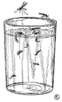 Fig. 74. Temporary aquarium, containing eggs, larv� and pup� of mosquito.