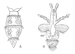 Pneumodermon Larv�