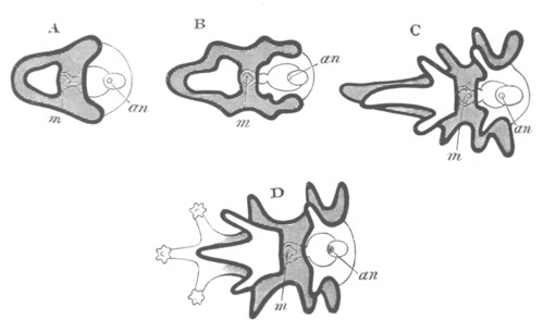 Diagrammatic representation of various forms of Asteroid Larv�