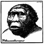 Possible Appearance of the Sub-man Pithecanthropus.

The face, jaws, and teeth are mere guess work (see text). The creature
may have been much less human looking than this.