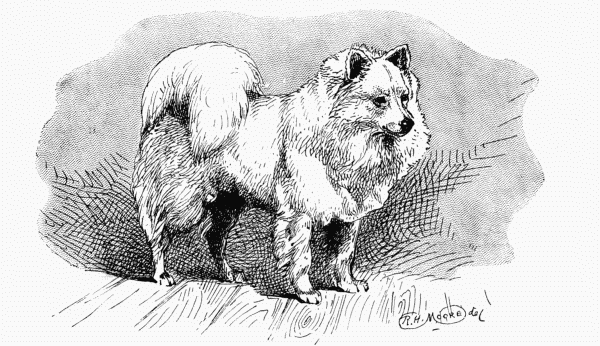 WHITE POMERANIAN CH. "K�NIG of ROZELLE" MISS HAMILTON OWNER.