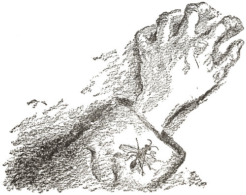 she came and settled on
my sleeve for a moment