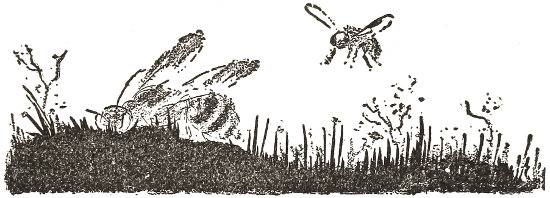 she sees herself watched
by another Fly