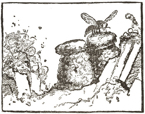 we see the Golden Wasp
  settle on the outside of the nest