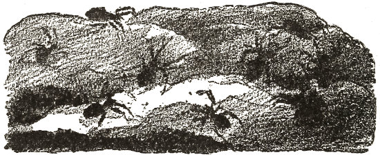 the young ones,
who have been some time hatched, are ready to come out