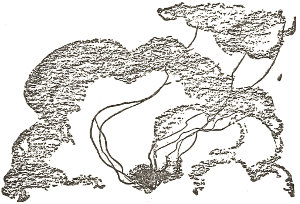 Soon they begin
  to spin threads to carry them away