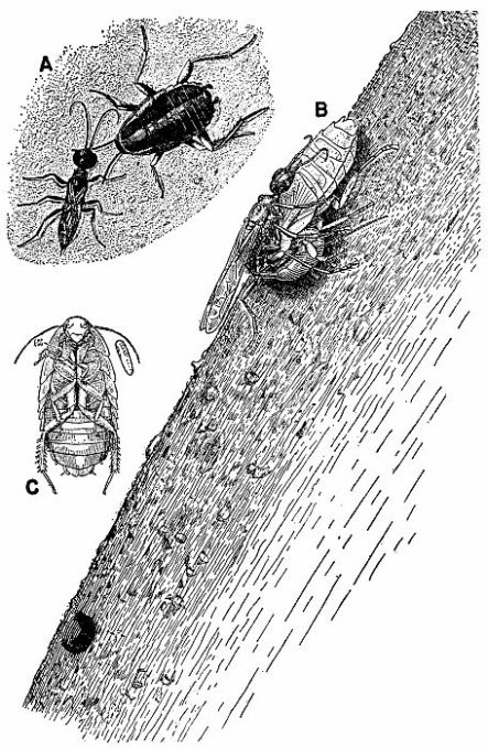 Cockroach-hunting wasps.