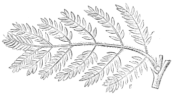 Fig.&nbsp;17.—The Bi-pinnate leaf of an Acacia.