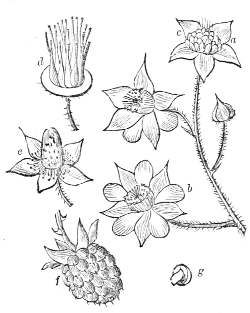Fig.&nbsp;23.—Flowers and Fruit of the Raspberry.