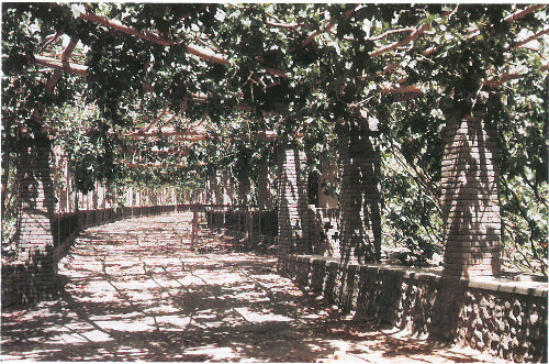 From wasteland to vineyard. Ground water and underground channels help this vineyard flourish on land reclaimed from desert pavement in China&rsquo;s Turpan Depression.