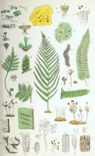 Plate II.

W Bagg sculp

London: John Van Voorst.