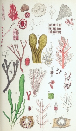 Plate IV.

W Bagg sculp

London: John Van Voorst.