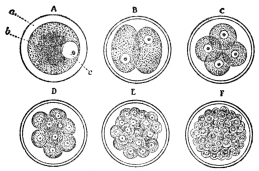 DIAGRAM SHOWING CELL SUBDIVISION

A, a cell; B to F, successive stages in its subdivision; a,
cell-sac; b, cell contents; c, nucleus. (From Martin’s “Human
Body”)