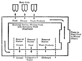 DIAGRAM SHOWING HOW THE MOVING BODY FLUID RENEWS THE
STATIONARY, AND IS ITSELF RENEWED IN LUNGS, DIGESTIVE TRACT, AND
KIDNEYS