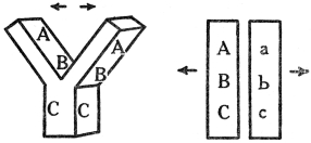 CHROMOSOMES IN CELL DIVISION

Figure 1, chromosome splitting in ordinary cell division, in which each
determiner splits in half, contrasts with Figure 2, reduction division,
in which the chromosomes of the pair are simply pulled apart.