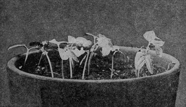 THE
MORNING-GLORIES TWO WEEKS OLD