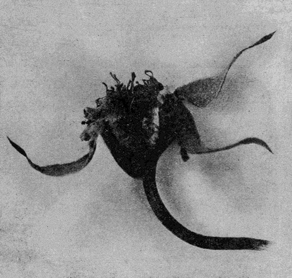 rose
stamens and pistil