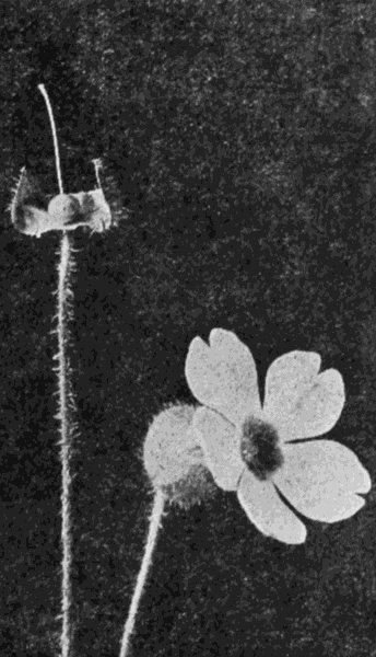 a pistil
and calyx and a complete flower