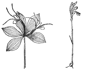 FIG. 91.&mdash;WHORLED POGONIA
(Isotria verticillata)
FIG. 92.&mdash;ARETHUSA
(Arethusa bulbosa)
Fig. 91. Whorled pogonia. A woodland orchid with the leaves and flowers
whorled at the apex of the stem. Fig. 92. Arethusa. The most beautiful
of our bog orchids, with a fringed lip and pinkish-purple flowers which
bloom about Decoration Day. Note the highly irregular flowers in this
and Figs. 89-91.