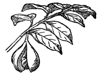 FIG. 104.&mdash;NUTMEG (Myristica fragrans)

A native of southeastern tropical Asia. The fruit, somewhat enlarged
here, consists of an inner part, the nutmeg. Around this is a “splendid
crimson network” which is removed by hand and forms the mace of
commerce.