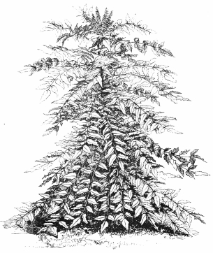 Image not available: BERBERIS NEPALENSIS.

Fine-leaved evergreen shrub Section; very effective when well-grown, in
the warmer southern districts.