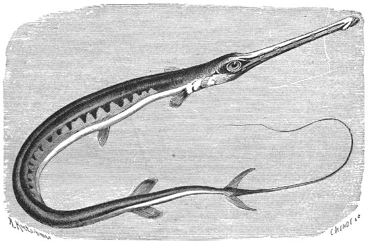 Tabakspijp (Fistularia tabaccaria). &frac12; v. d. ware grootte.