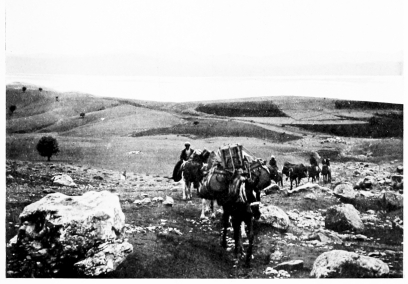 Fig. 211.&mdash;GÖLJIK.