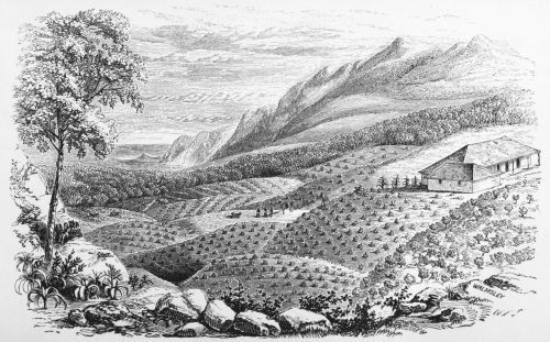 Plate 2.&mdash;A Coffee Plantation in Jamaica.