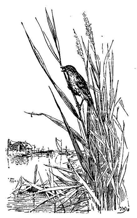 Reidmoskje, mei op &rsquo;e
eftergroun in ieltichtset.