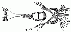 Fig. 27. Zoëa of a
Palæmon residing upon Rhizostoma cruciatum, Less., magnified.