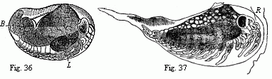 Fig. 36. Embryo of Ligia in the egg, magnified. D. yelk; L. liver. Fig. 37. Maggot-like larva of Ligia, magnified. R remains of the egg-membrane. We see on the lower surface, from before backwards:--the anterior and posterior antenn&aelig;, the mandibles, the anterior and posterior maxill&aelig;, maxillipedes, six ambulatory feet, the last segment of the middle-body destitute of appendages, five abdominal feet, and the caudal feet.