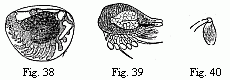 Fig. 38. Embryo of a Philoscia in the egg, magnified. Fig. 39. Embryo of Cryptoniscus planarioides, magnified. Fig. 40. Last foot of the middle-body of the larva of Entoniscus Porcellan&aelig;, magnified.
