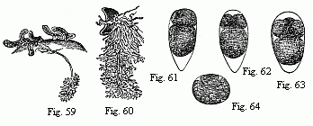 Fig. 59. Young of Peltogaster socialis on the abdomen of a small Hermit Crab; in one of them the fasciculately ramified roots in the liver of the Crab are shown. Animal and roots deep yellow. Fig. 60. Young Sacculina purpurea with its roots; the animal purple-red, the roots dark grass-green. Magnified. Figs. 61 to 63. Eggs of Tetraclita porosa in segmentation, magnified. The larger of the two first-formed spheres of segmentation is always turned towards the pointed end of the egg. Fig. 64. Egg of Lern&aelig;odiscus Porcellan&aelig;, in segmentation, magnified 90